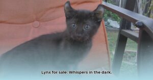 Black_market_exotic_pets_lynx_edited